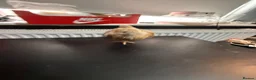 Chickens poultry for sale: Multi coloured mixed breed hybrid chicks  - Advert 33