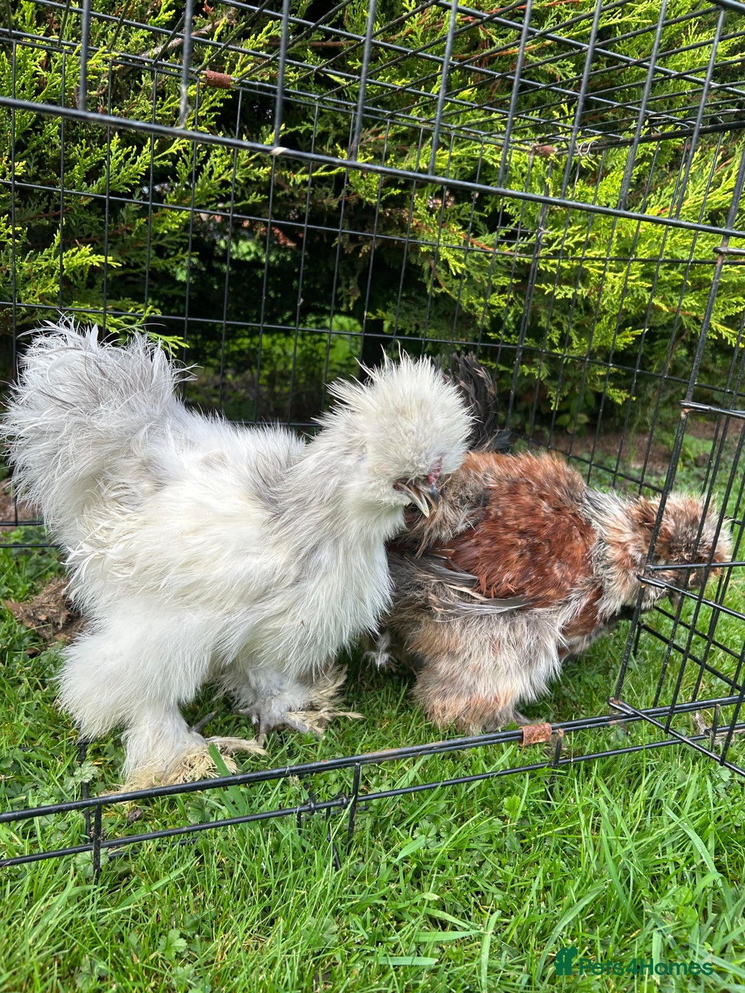 Chickens poultry for sale: Looking to Rehome 3 silkies Boys , 3 months old  - Advert 3