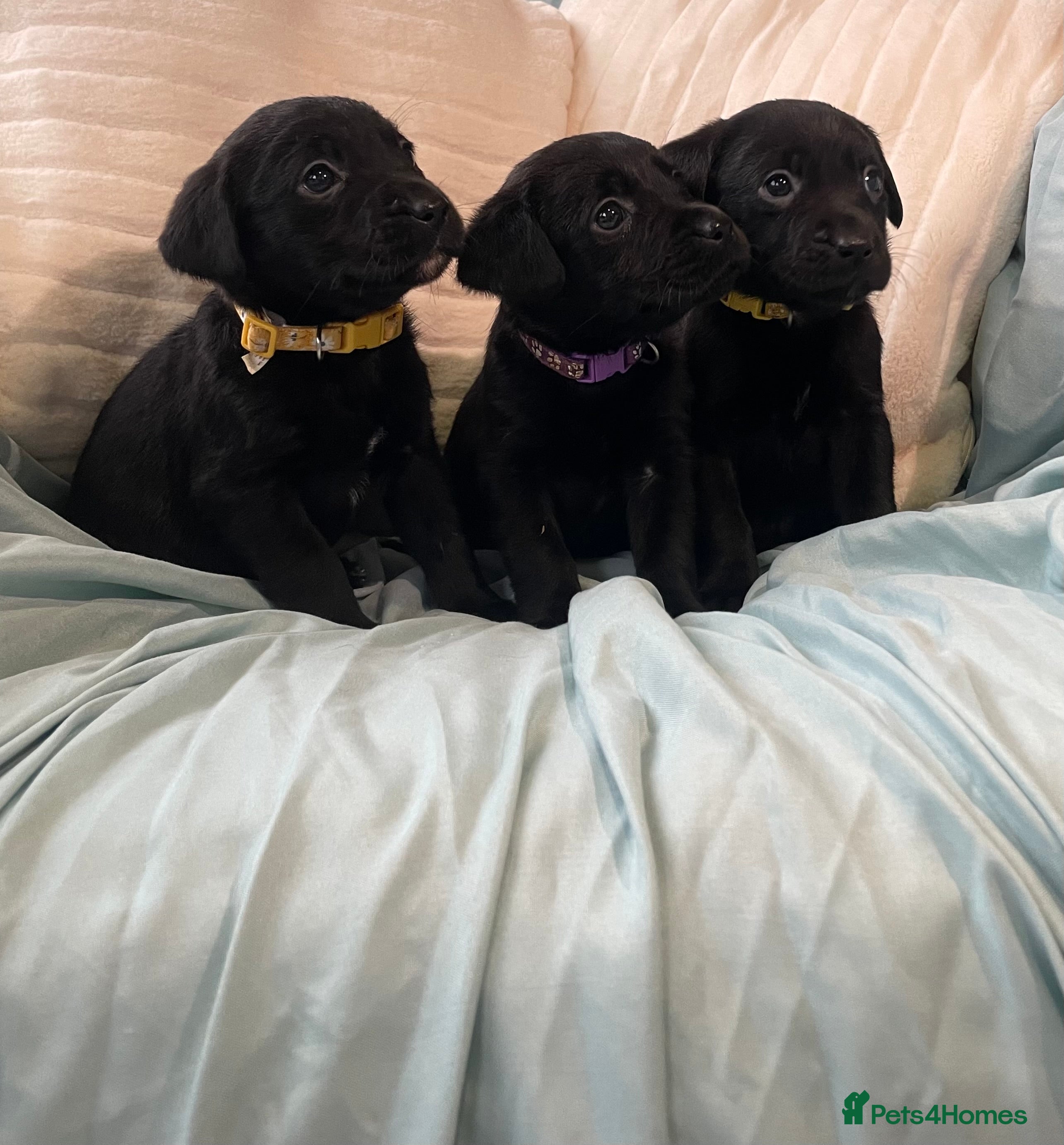 Labrador Retriever dogs Beautiful Labrador puppy’s ready from 23/1 - Advert 4