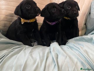 Labrador Retriever dogs Beautiful Labrador puppy’s - Advert 5