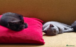 Scottish Fold cats for sale: 4 lovely kittens looking for new family  - Image 22