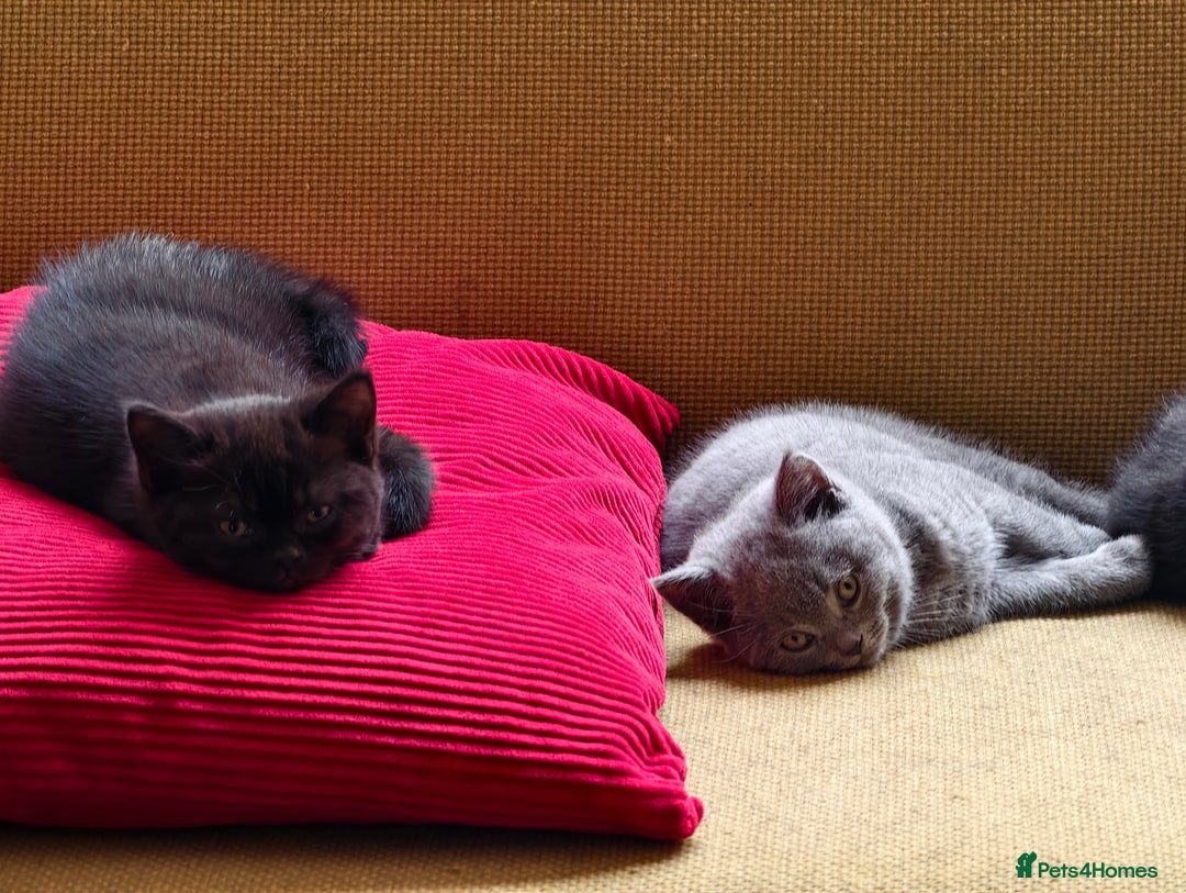 Scottish Fold cats for sale: 4 lovely kittens looking for new family  - Image 22