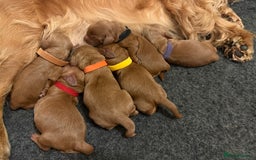 Cockapoo dogs for sale: Health Tested Miniature Cockapoo’s  - Image 8