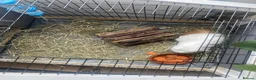 Guinea Pig rodents for sale: 2 Cute Female Guinea Pigs in London - Advert 6
