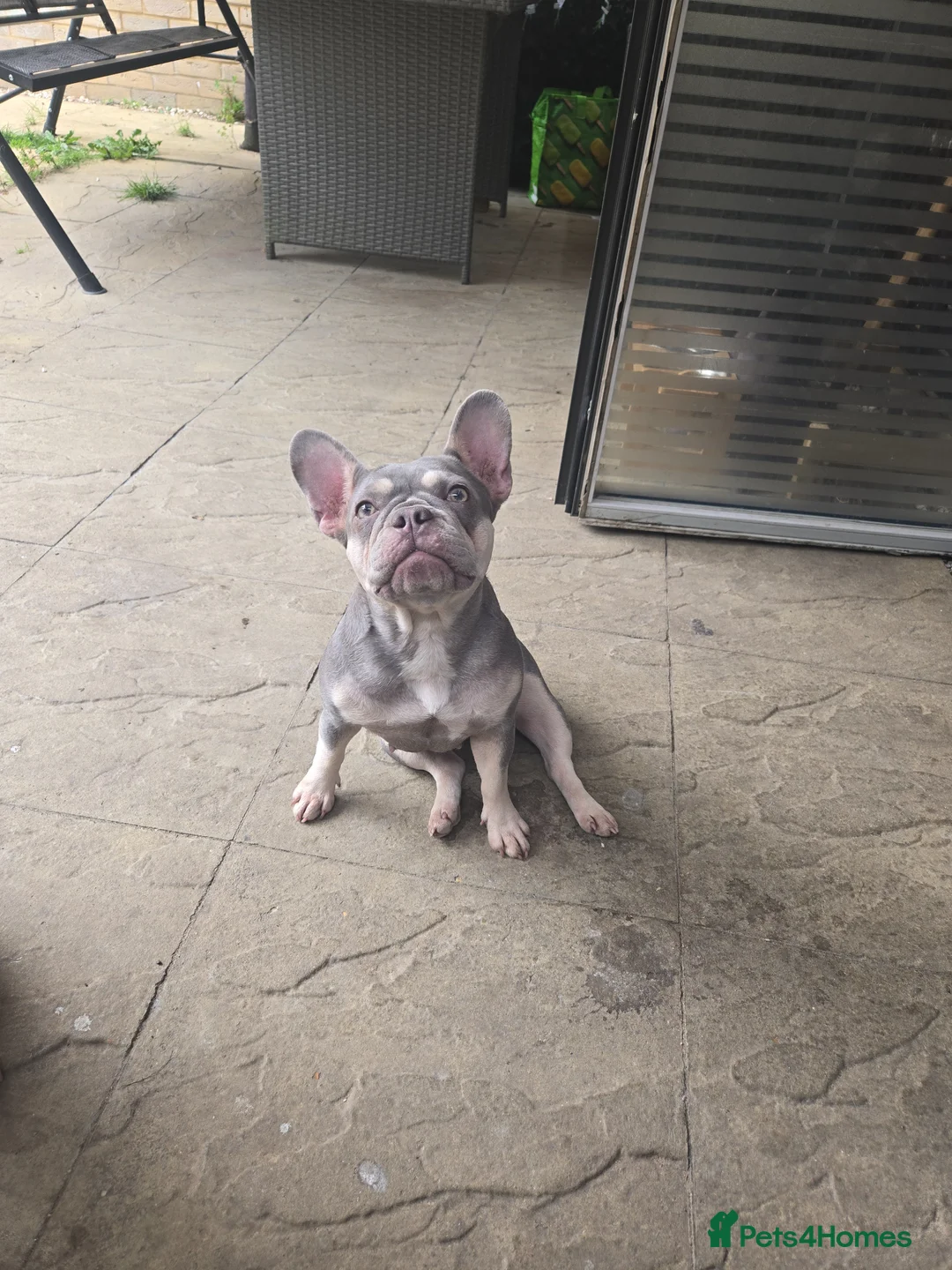 French Bulldog dogs for sale: Kc registered Micro frenchie lilac and tan  - Advert 2