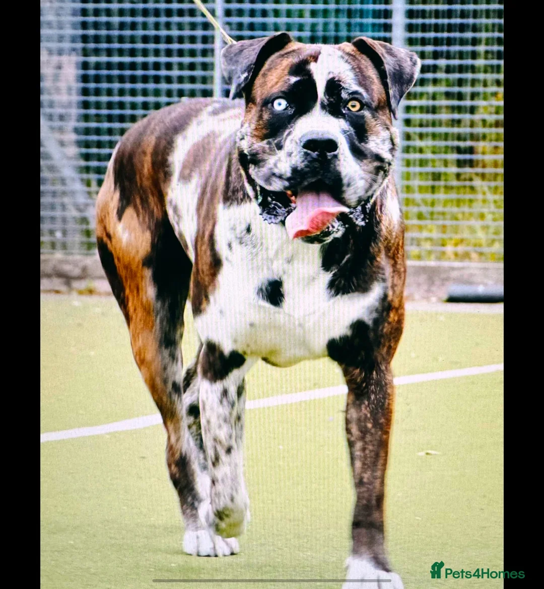 Mixed Breed dogs for sale: Cane Corso x Performance Mastiff  - Advert 2