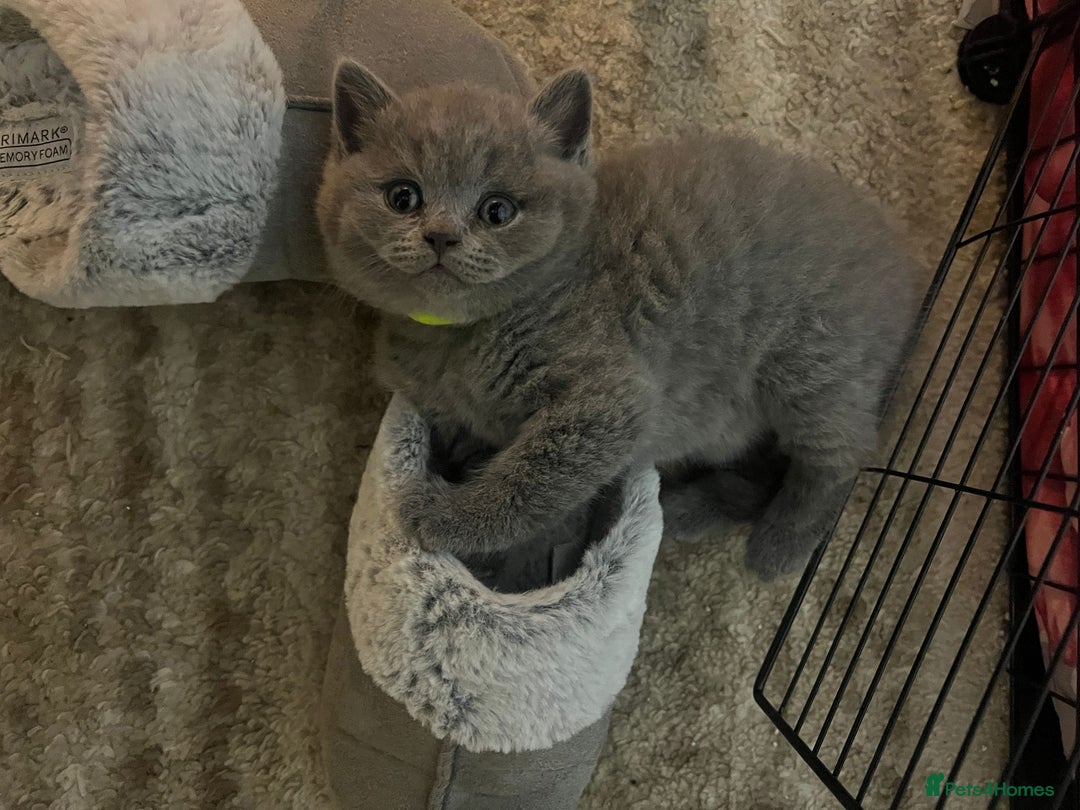 British Shorthair cats for sale: !!! Pure Blood Champions Pedigree BSH Kittens!!! - Advert 17