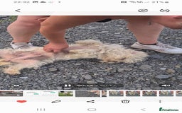 Maltese dogs for adoption: Heidi. 6kg small breed  - Advert 4