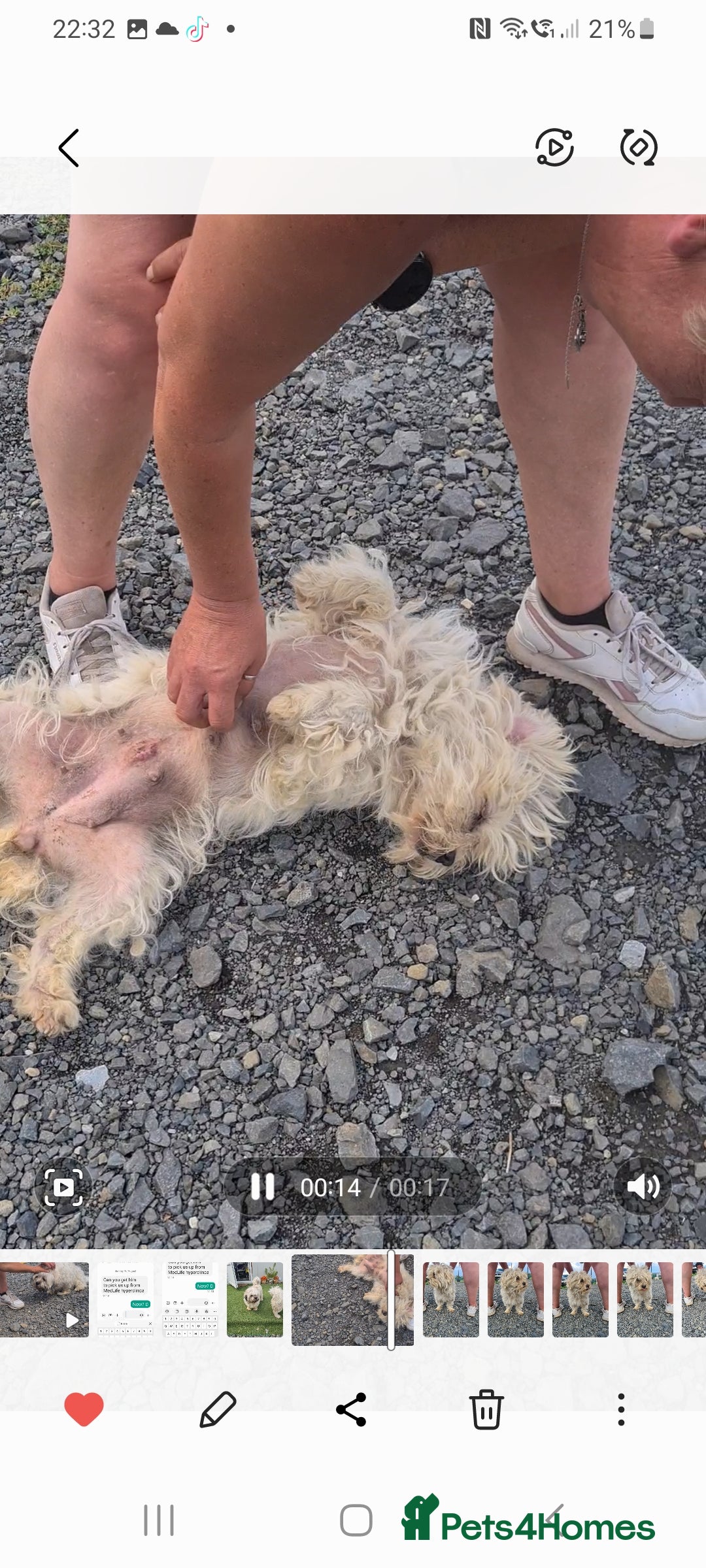 Maltese dogs for adoption: Heidi. 6kg small breed  - Advert 4