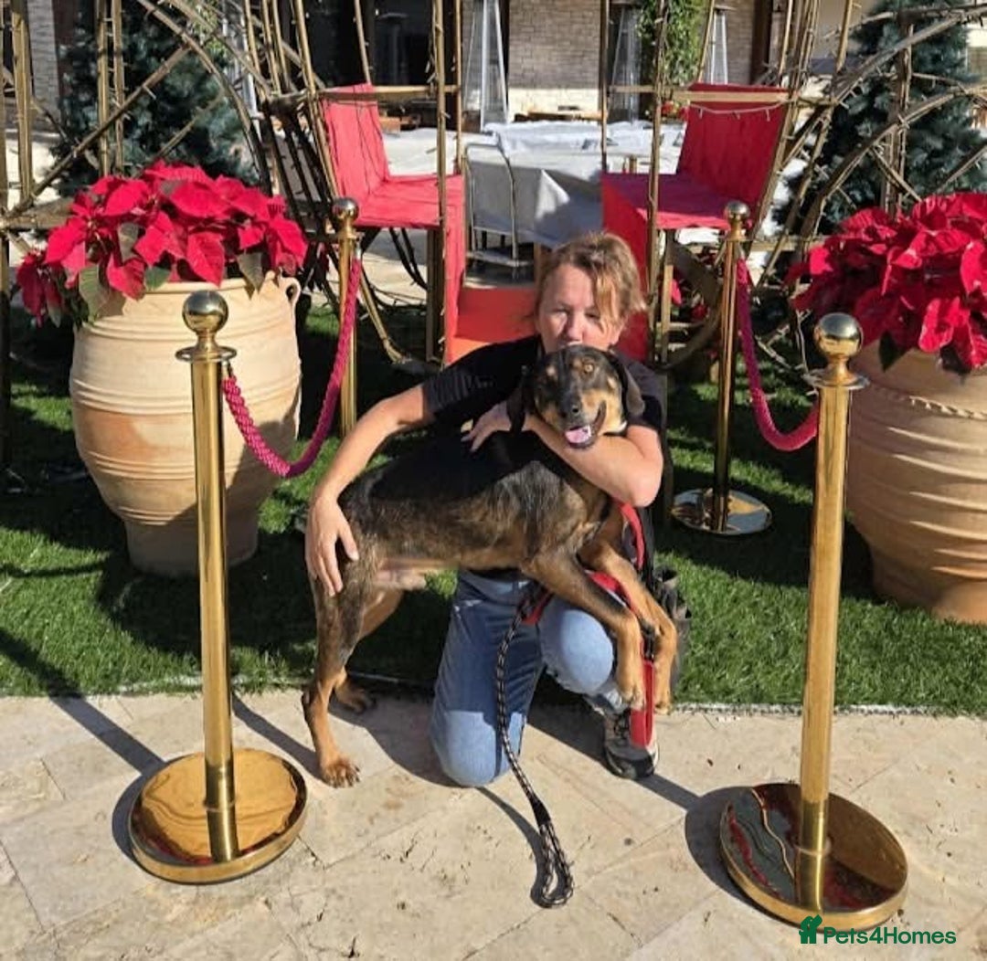 Mixed Breed dogs for adoption: Argos the true gent  - Advert 8