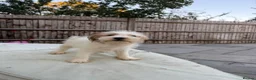Jack Russell dogs for sale: 3 male Jack Russell puppies  - Advert 11