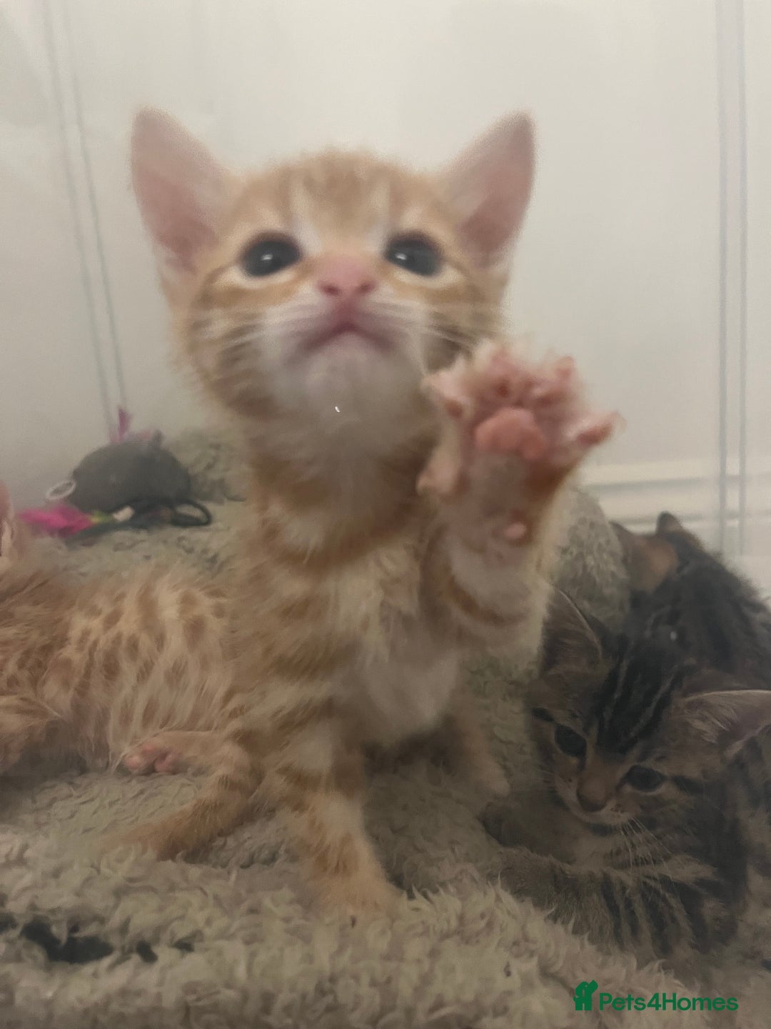 Bengal cats for sale: 🧡🖤Cinnamon & Smokey bengals🖤🧡 - Image 2