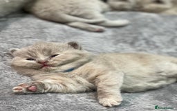 British Shorthair cats for sale: Champions bloodline British Shorthair Kittens! 🐾  - Image 12