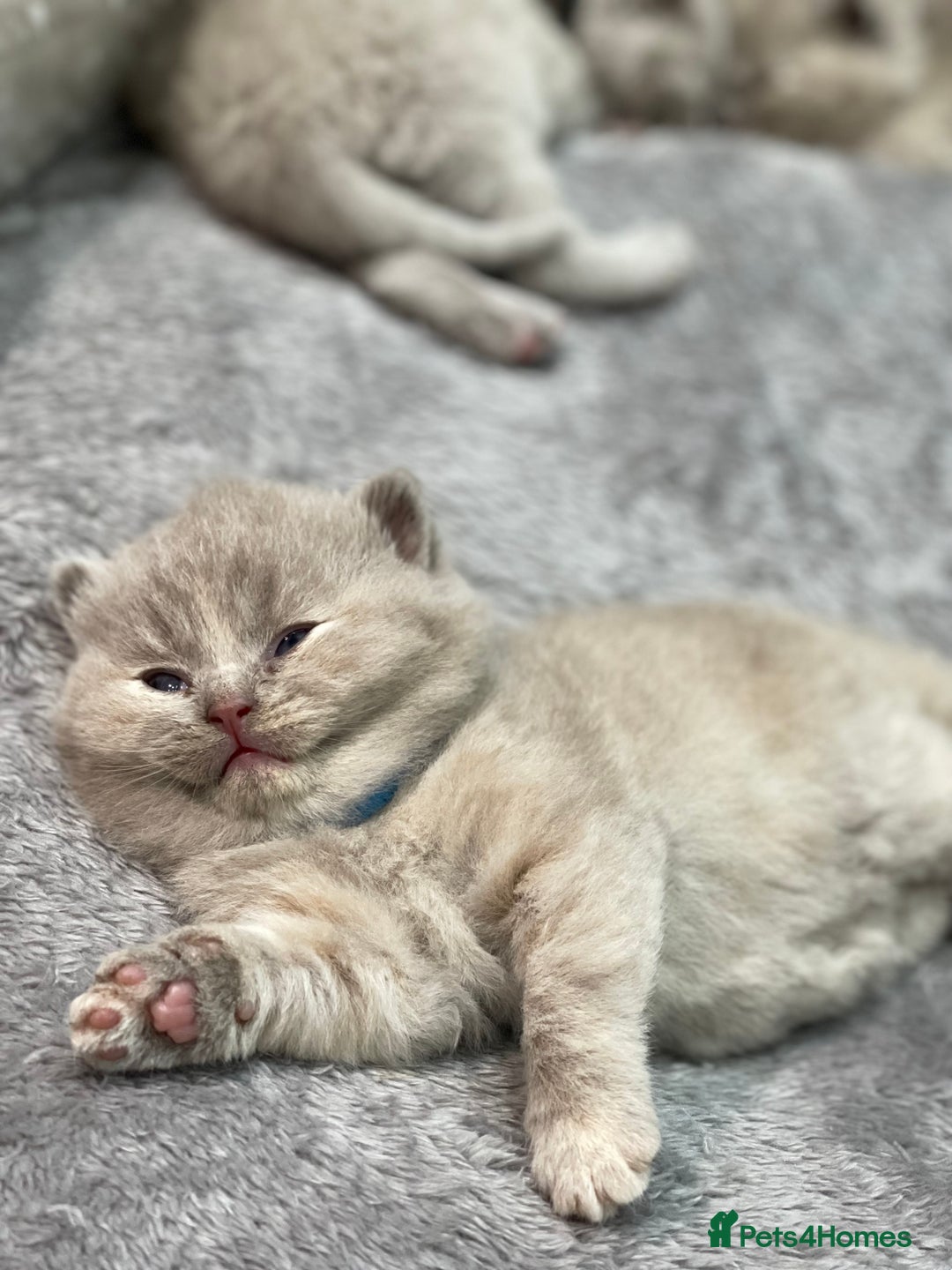 British Shorthair cats for sale: Champions bloodline British Shorthair Kittens! 🐾  - Image 12