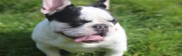 French Bulldog dogs for sale: X1 Platinum boy and x1 Black pied girl  - Advert 5