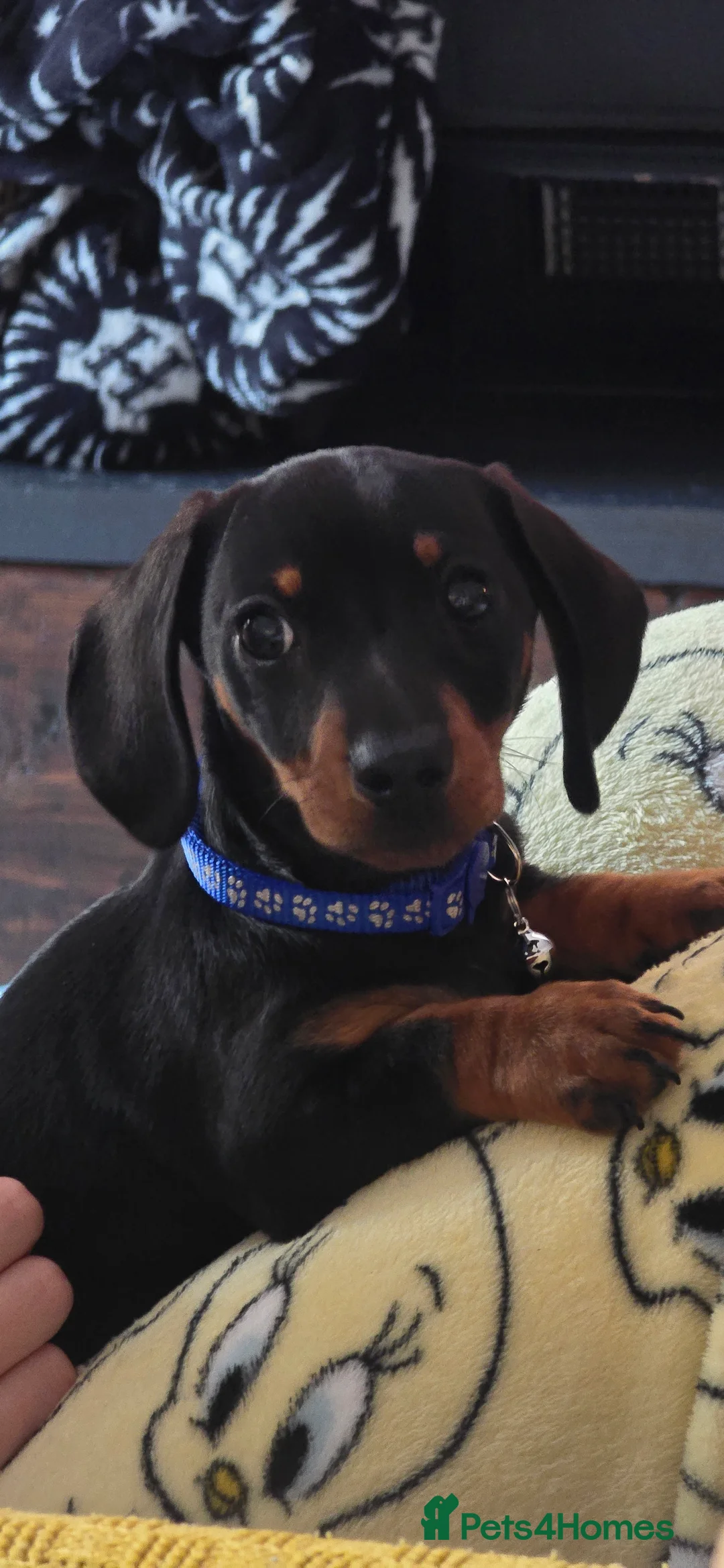 Dachshund dogs for sale: Dachsund 6month Old Puppy in Wimborne - Advert 16