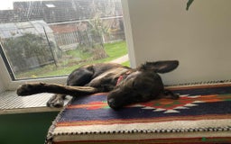 Mixed Breed dogs for adoption: Holly needs a perfect home for Christmas - Image 8