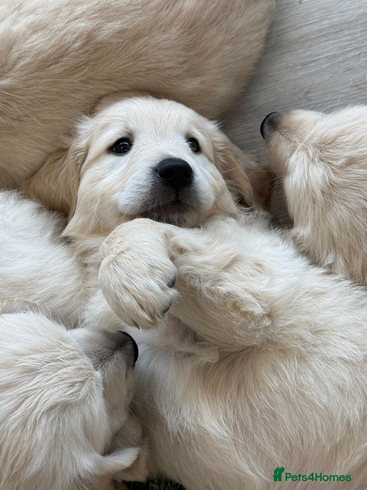 Golden Retriever dogs LAST PUPPY!!!!  Beautiful Golden Retriever Puppies - Advert 7