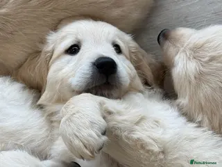 Golden Retriever dogs LAST PUPPY!!!! Beautiful Golden Retriever Puppies - Advert 7