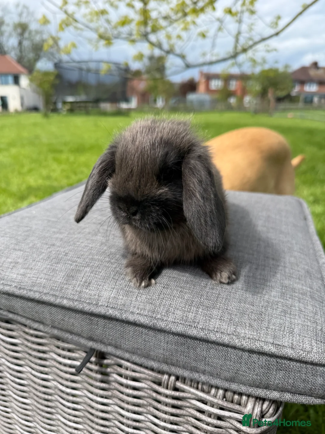 Mini Lop rabbits for sale: Beautiful mini lops in Northallerton - Advert 1