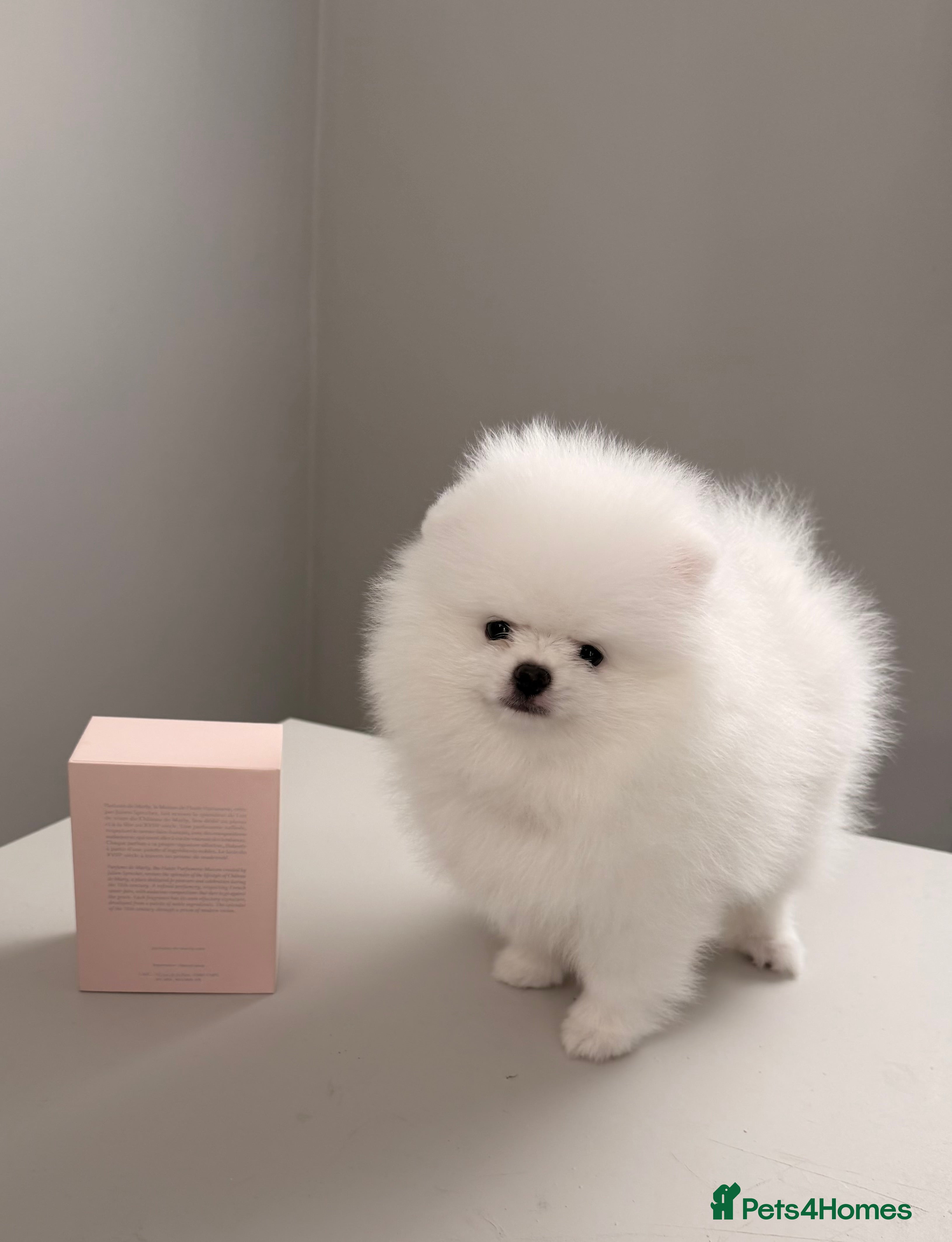 Pomeranian dogs Exceptional White Pomeranian Female – Top Pedigree - Advert 2