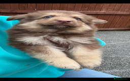 German Shepherd dogs for sale: Beautiful mixed coloured heath tested German sheps - Image 12