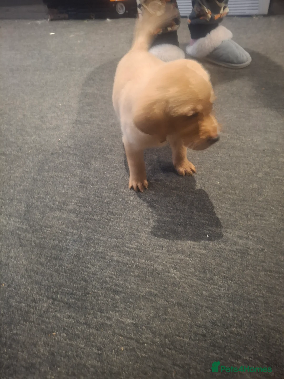 Labrador Retriever dogs for sale: 1 boy left  - Advert 5