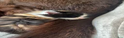 Mixed Breed cats for sale: Kittens looking for homes 🐱 - Advert 11