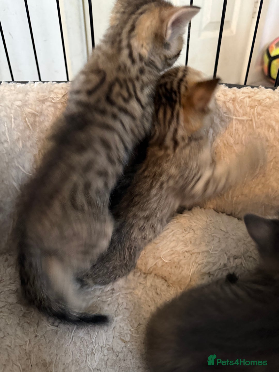 Savannah cats for sale: Beautiful little leopard Savannah  - Advert 8