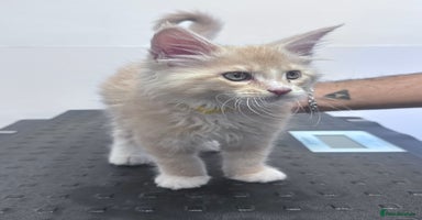 Maine Coon cats - Advert 1