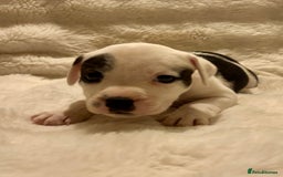 Mixed Breed dogs for sale: Staffy cross Cane corso  - Image 3
