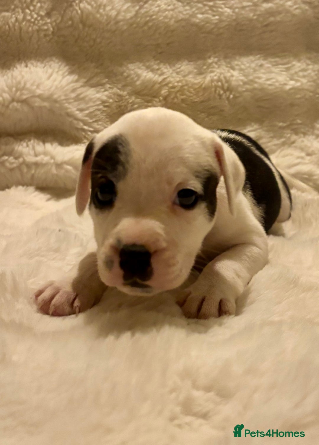 Mixed Breed dogs for sale: Staffy cross Cane corso  - Image 3
