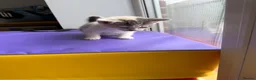 Mixed Breed cats for sale: 4 STUNNING KITTENS READY FOR A LOVING HOME - Advert 17