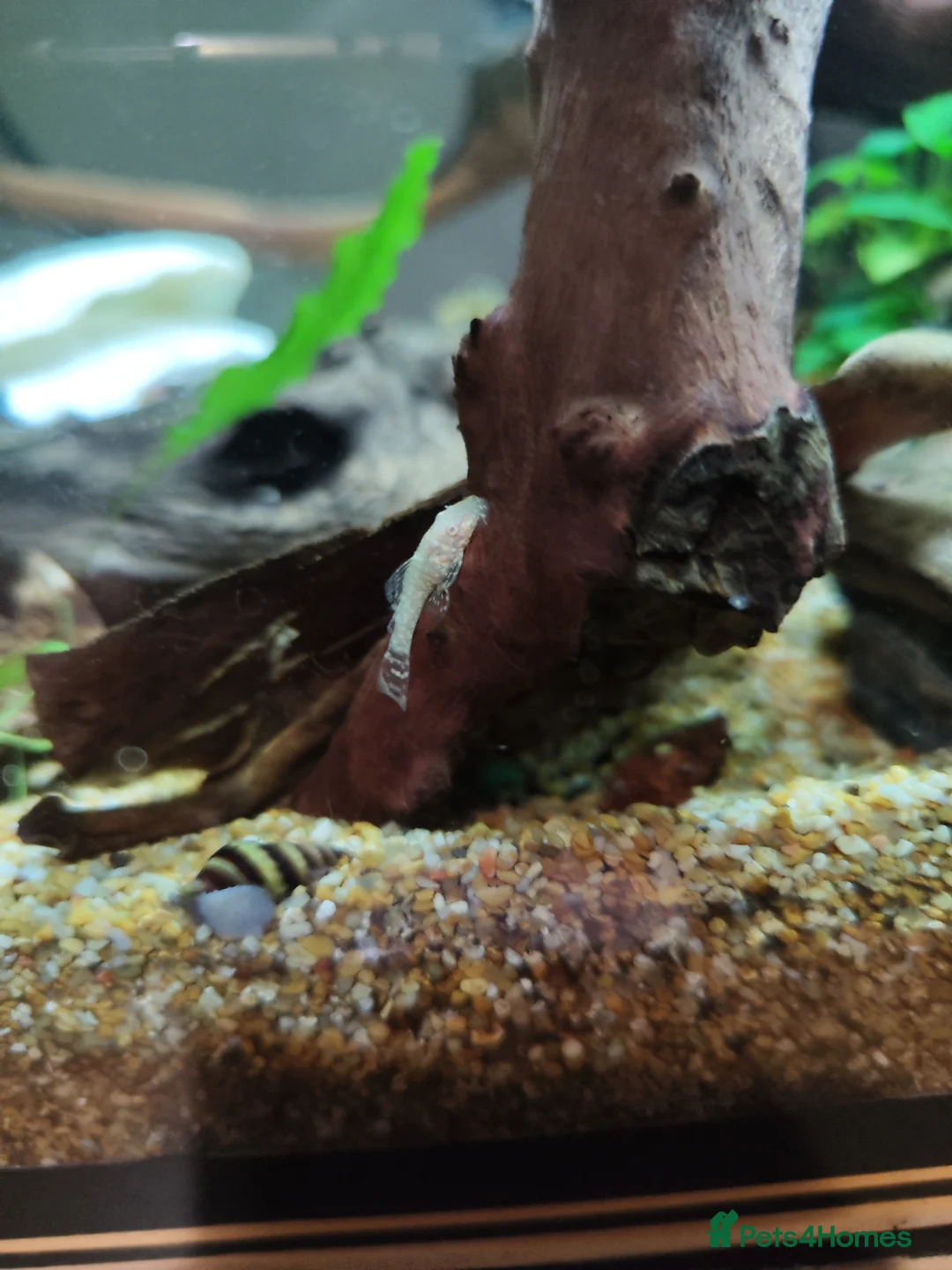 Plecos fish for sale: Mixed breed bristlenose plecos - Advert 7