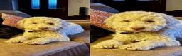 Lagotto Romagnolo dogs for stud: Lagotto ramagnolo for stud  - Advert 5