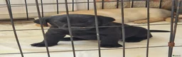 Labrador Retriever dogs for sale: Beautifully bred black girl pup - Advert 2
