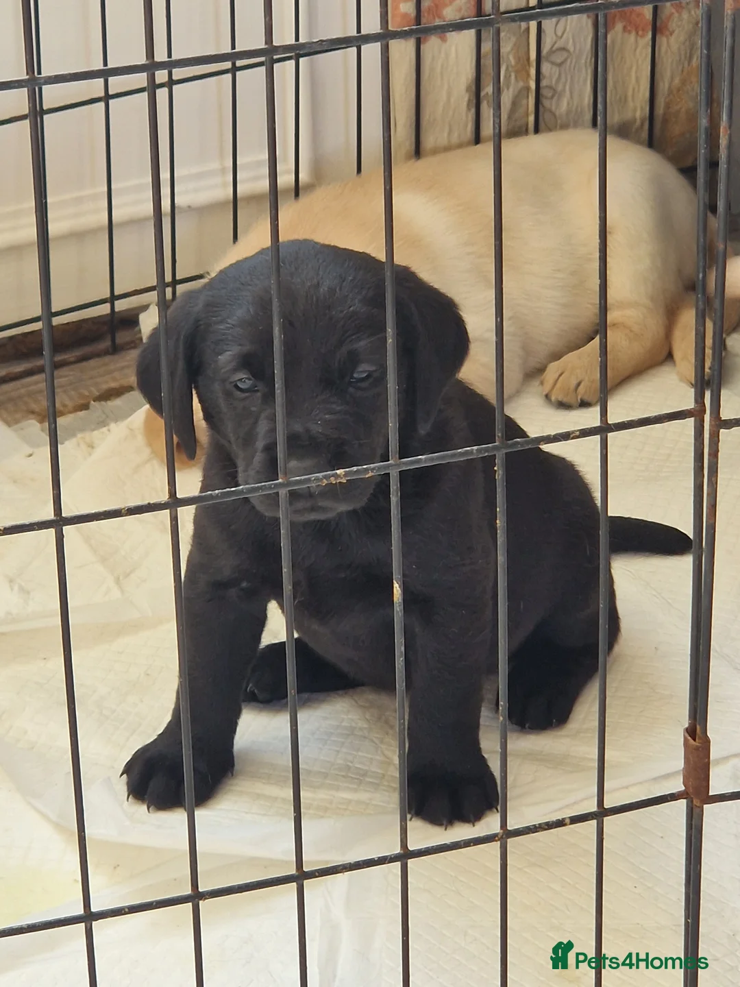 Labrador Retriever dogs for sale: Beautifully bred black girl pup - Advert 2