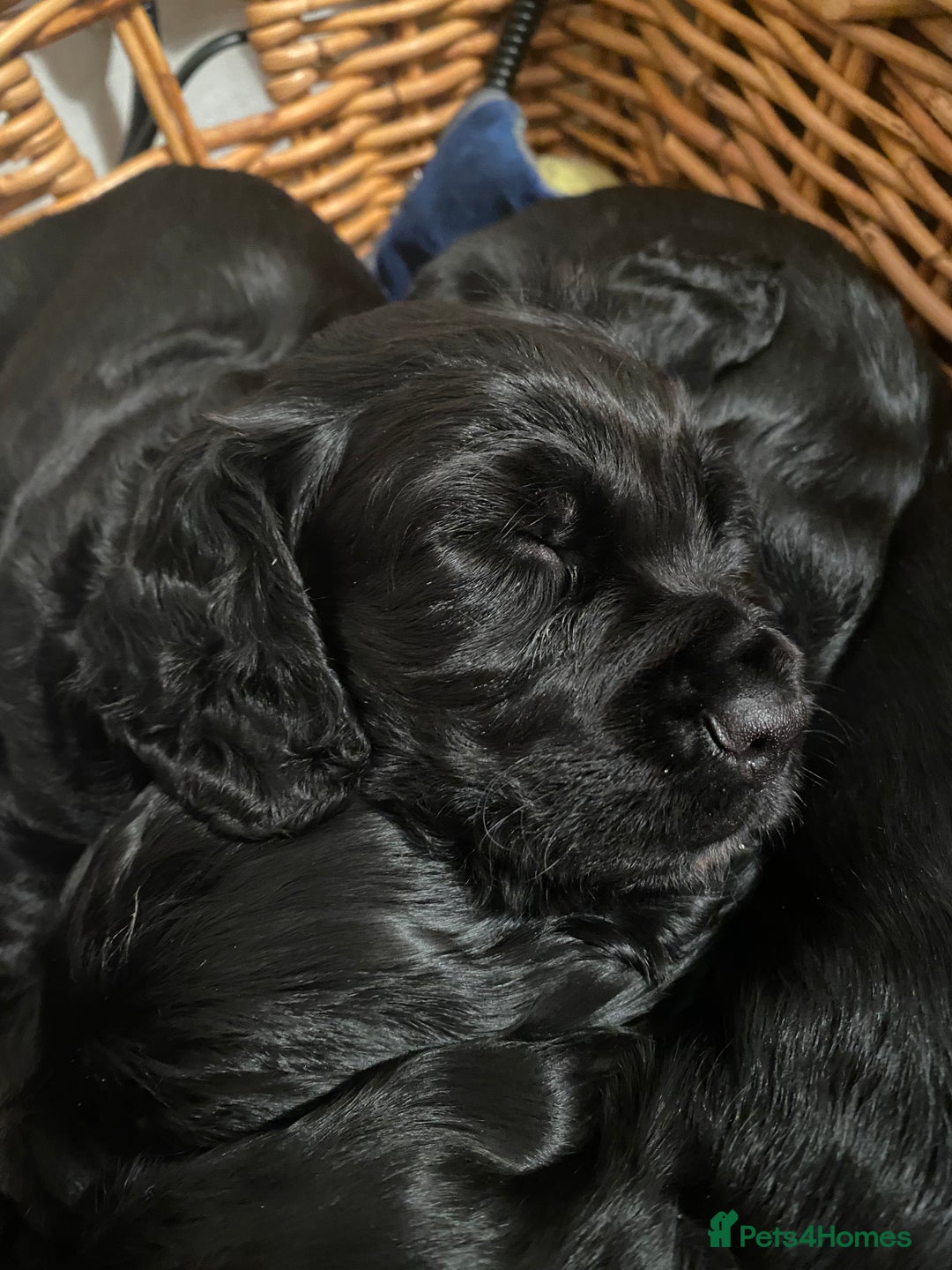 Cocker Spaniel dogs for sale: Working cocker spaniel puppies  - Advert 12