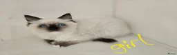 Ragdoll cats for sale: Purebred beautiful ragdoll kittens  - Advert 6