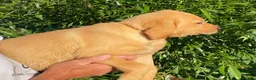 Labrador Retriever dogs for sale: KC Registered Labrador Retriever puppies  - Advert 16