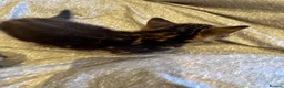 Bengal cats for sale: One boy and three girls  - Advert 23