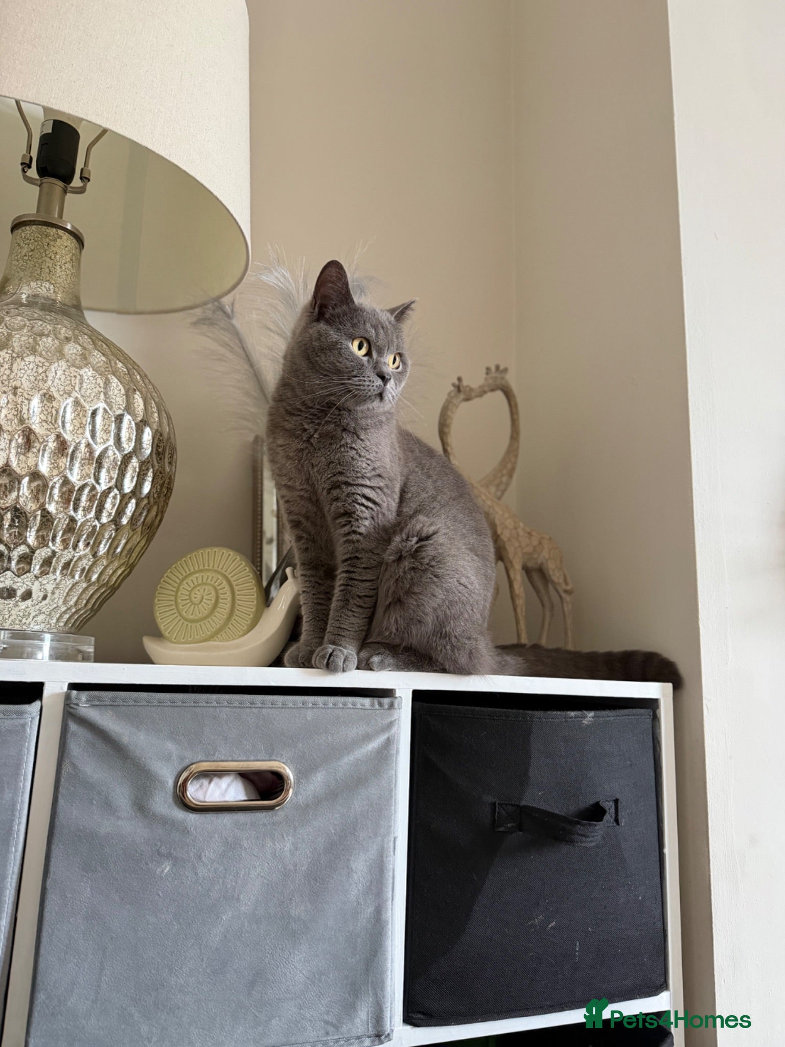 British Shorthair cats Gorgeous British blue shorthair female  - Advert 1