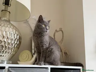British Shorthair cats Gorgeous British blue shorthair female - Advert 1