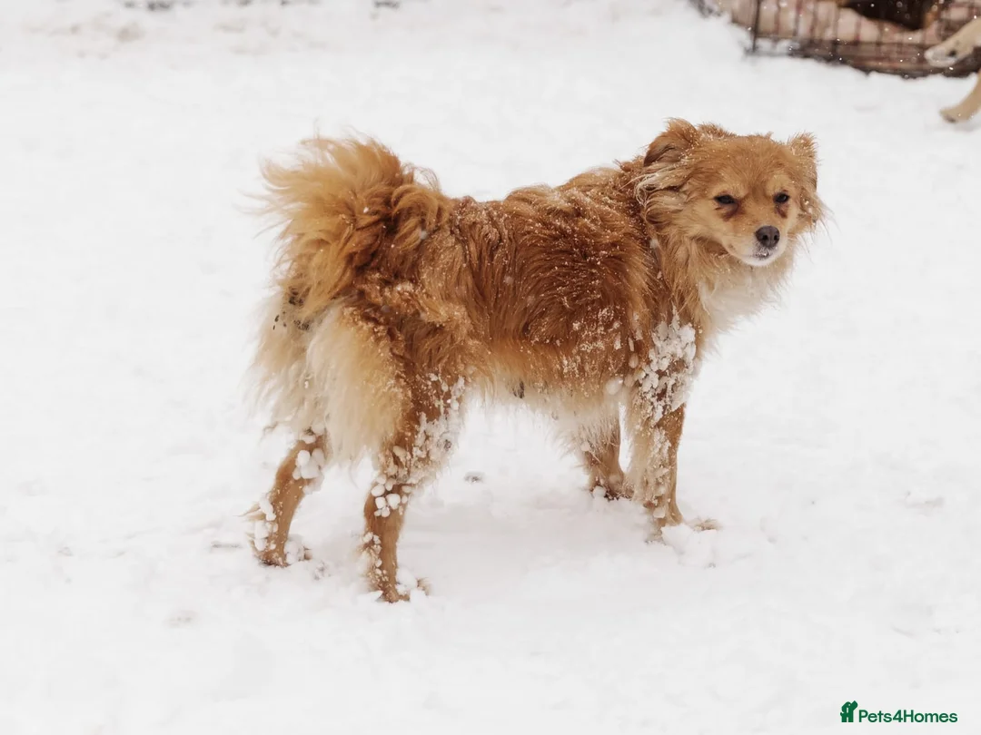 Mixed Breed dogs for adoption: ❤️Zabka❤️ little 1,5-year-old angel - Advert 9