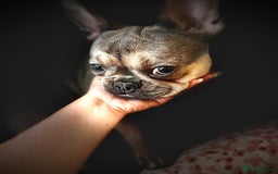 French Bulldog dogs for sale: Bulldog franch  - Image 12