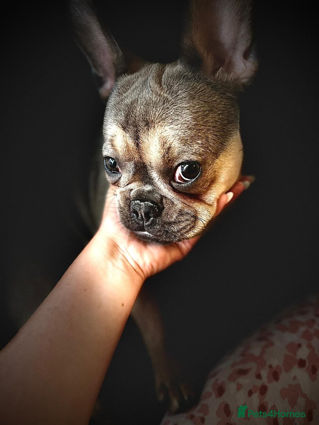 French Bulldog dogs for sale: Bulldog franch  - Image 12