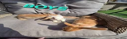 Mini Lop rabbits for sale: VERY TAME Mini lop baby bunnies ready to leave now - Advert 11