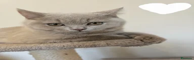 British Shorthair Kitten 1