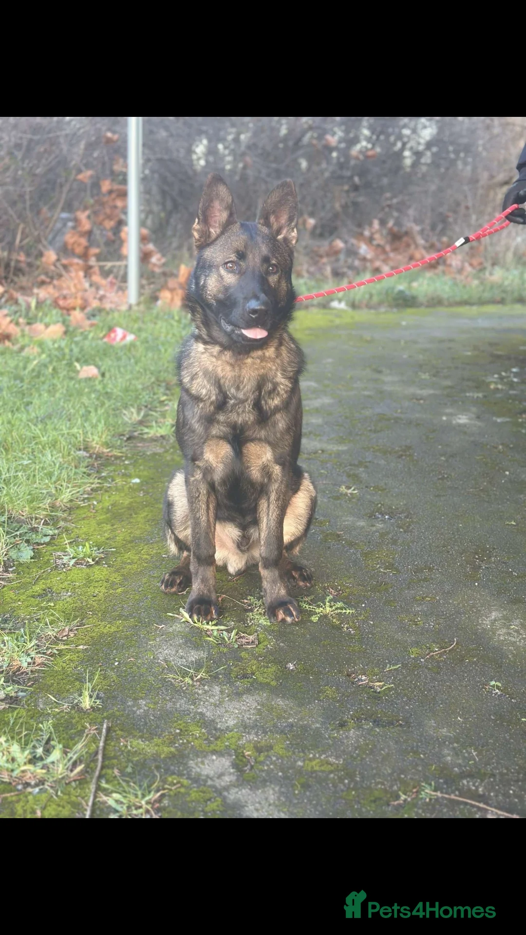 German Shepherd dogs for sale:  German shepherd  - Advert 3