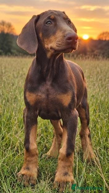Dobermann dogs 🐾 Top Quality Male & female 🐾  - Advert 1